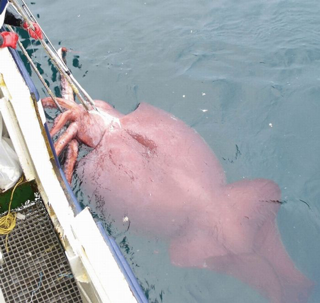 The giant squid