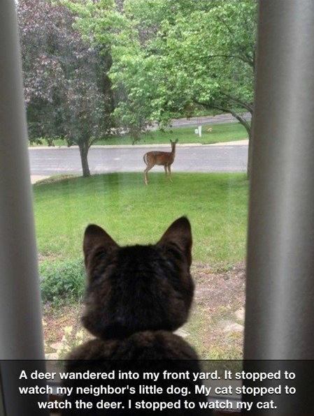 A dear cat and dog - A dear wandered into my front yard ..