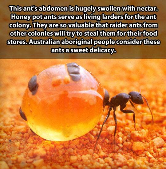 Honey pot ants serve as living larders for the ant colony.