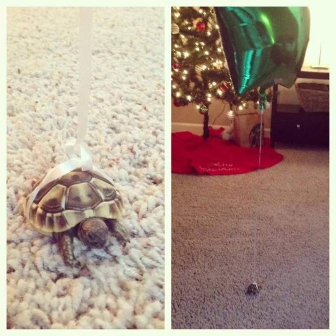 If you don't want to lose your turtle as it walks around the house