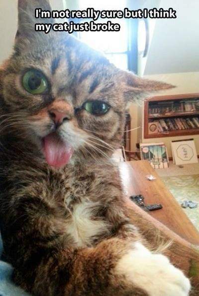 I'm not really sure bit I think my cat just broke!