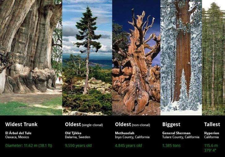 Oldest Biggest Tallest Trees