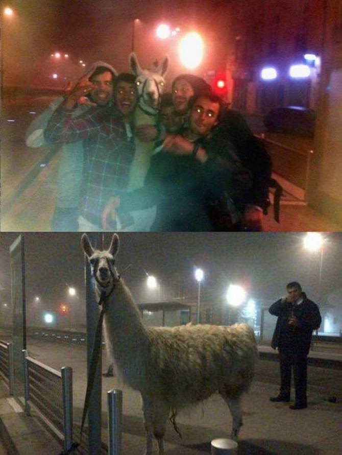 So these guys in Bordeaux have stolen a llama and they spent some time with it.