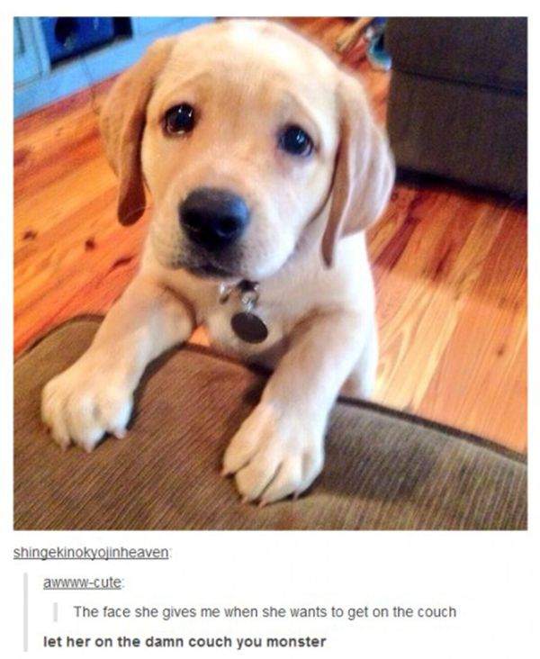 The face puppy gives me when she wants to get on the couch