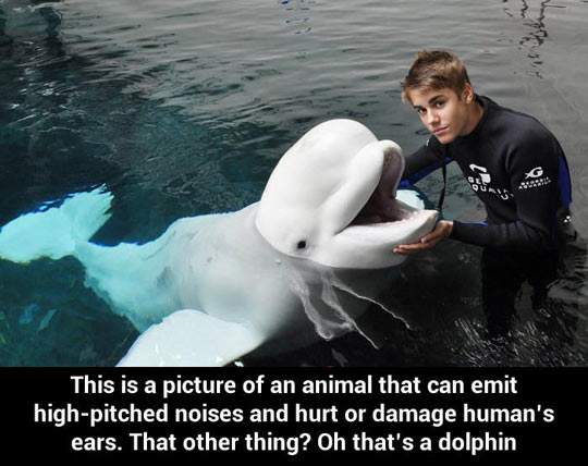 This is a picture of an animal that can emit high pitched noises