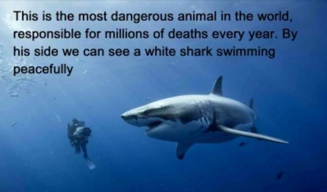 This is the most dangerous animal in the world