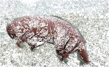 Waterbears can go without food or water for more than a decade.