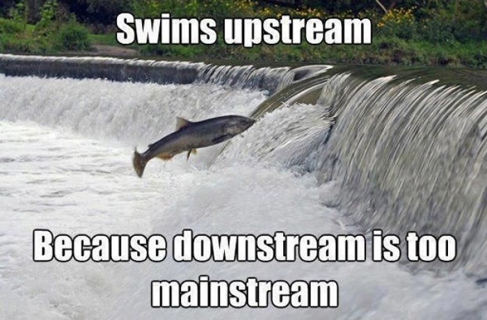 Swims upstream because downstream is too mainstream