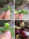 Caterpillar with eyes of Iron man