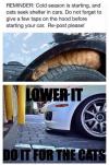 Cold season is starting, and cats seek shelter in cars.