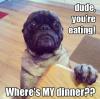 Dog - Dud you're eating!